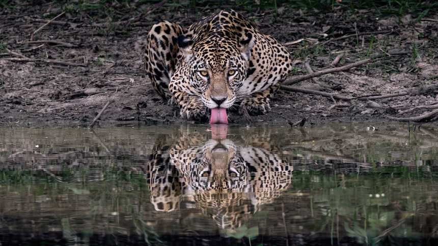 Pantanal: Turismo de conservação transforma onças em ativo econômico e pacifica pecuaristas