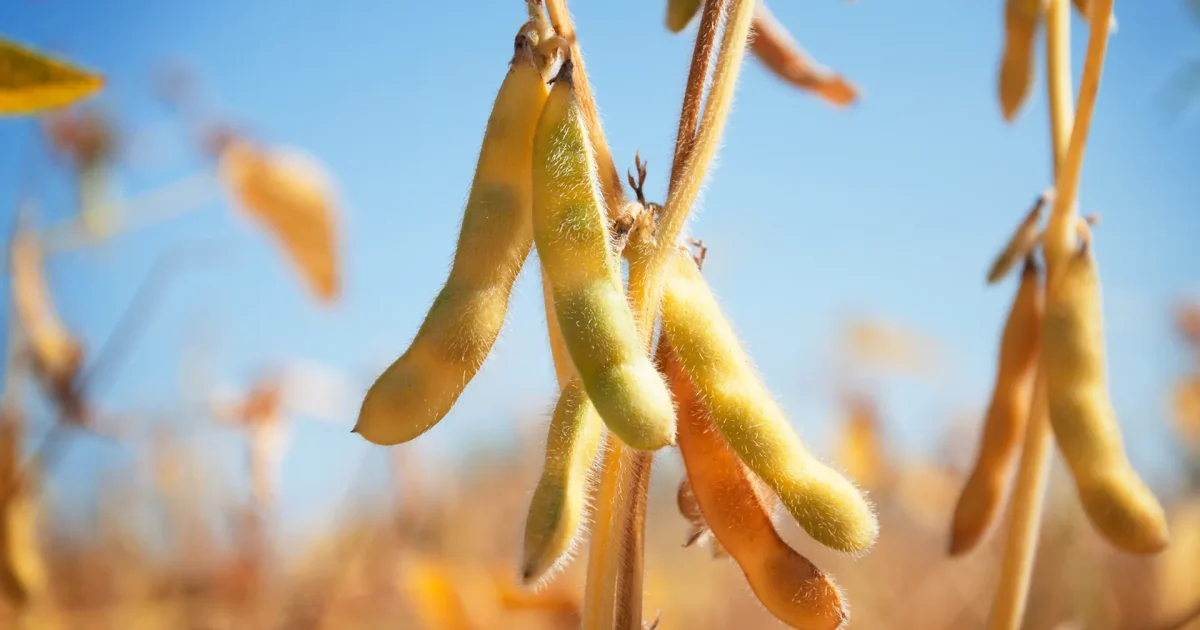 Angola cobra compromisso do Brasil em projetos agrícolas e ameaça buscar novos parceiros