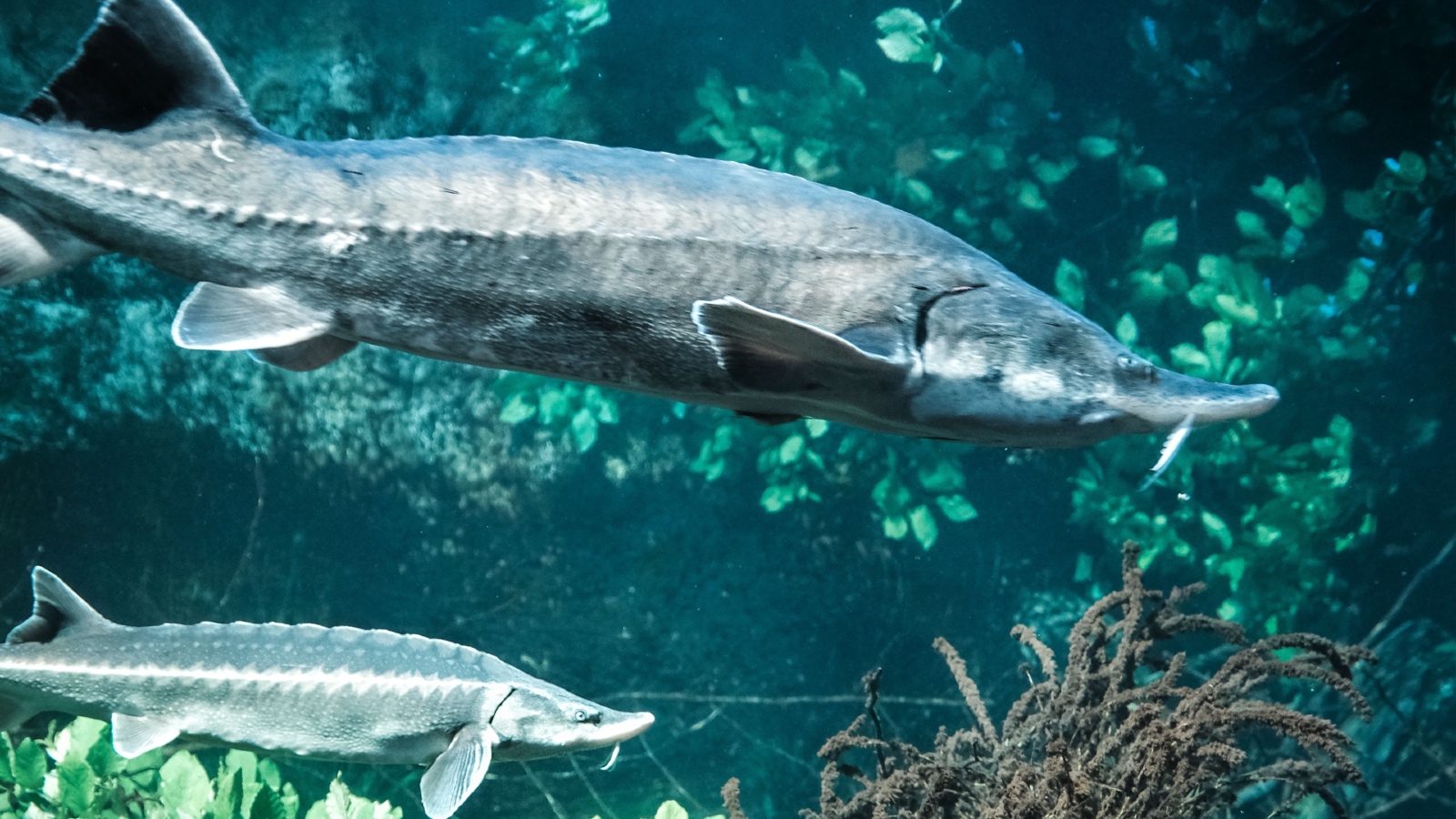Michigan Lake Sturgeon May Live for Over 400 Years