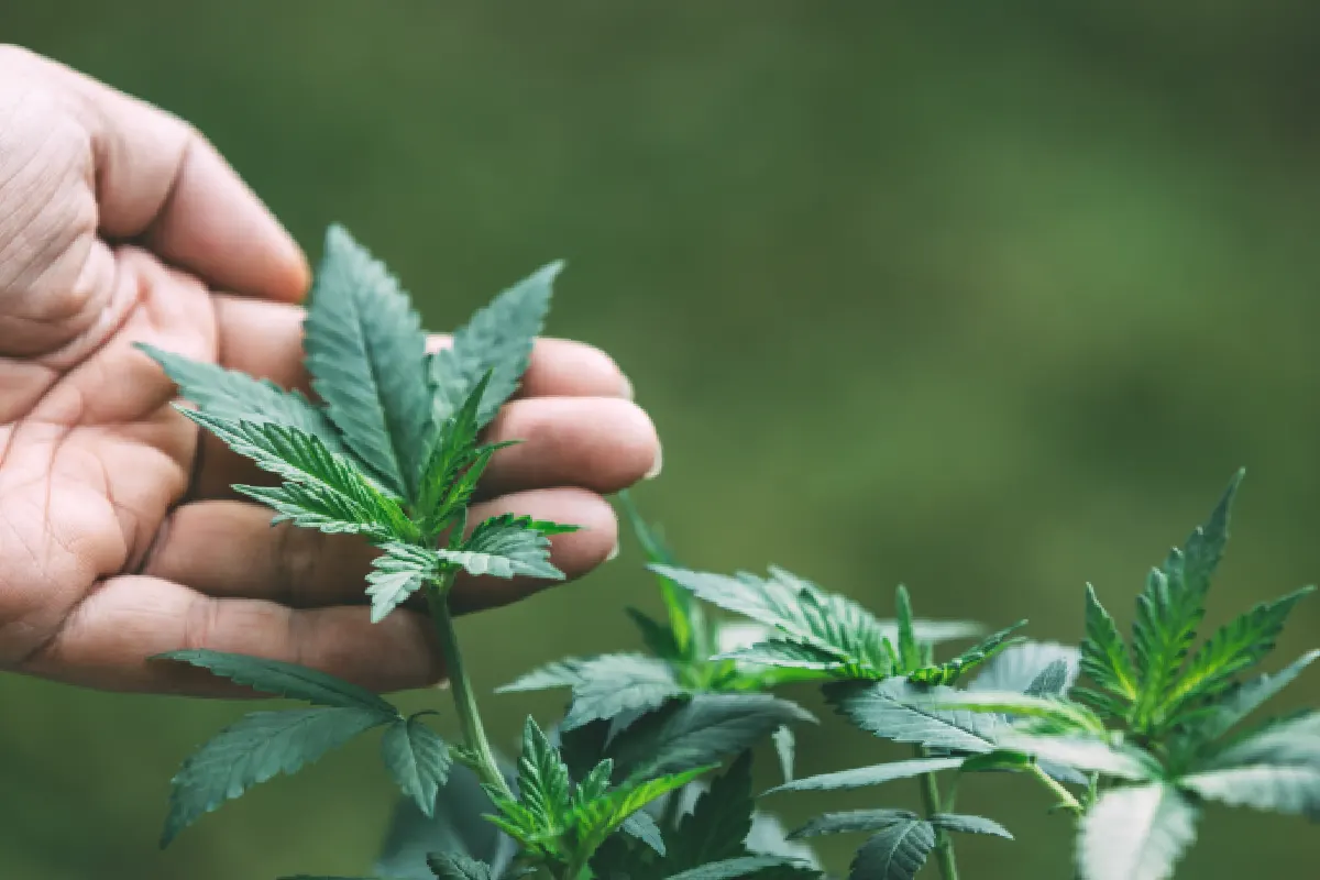 Anvisa autoriza cultivo de cannabis medicinal, abrindo caminho para IFA nacional e redução de custos