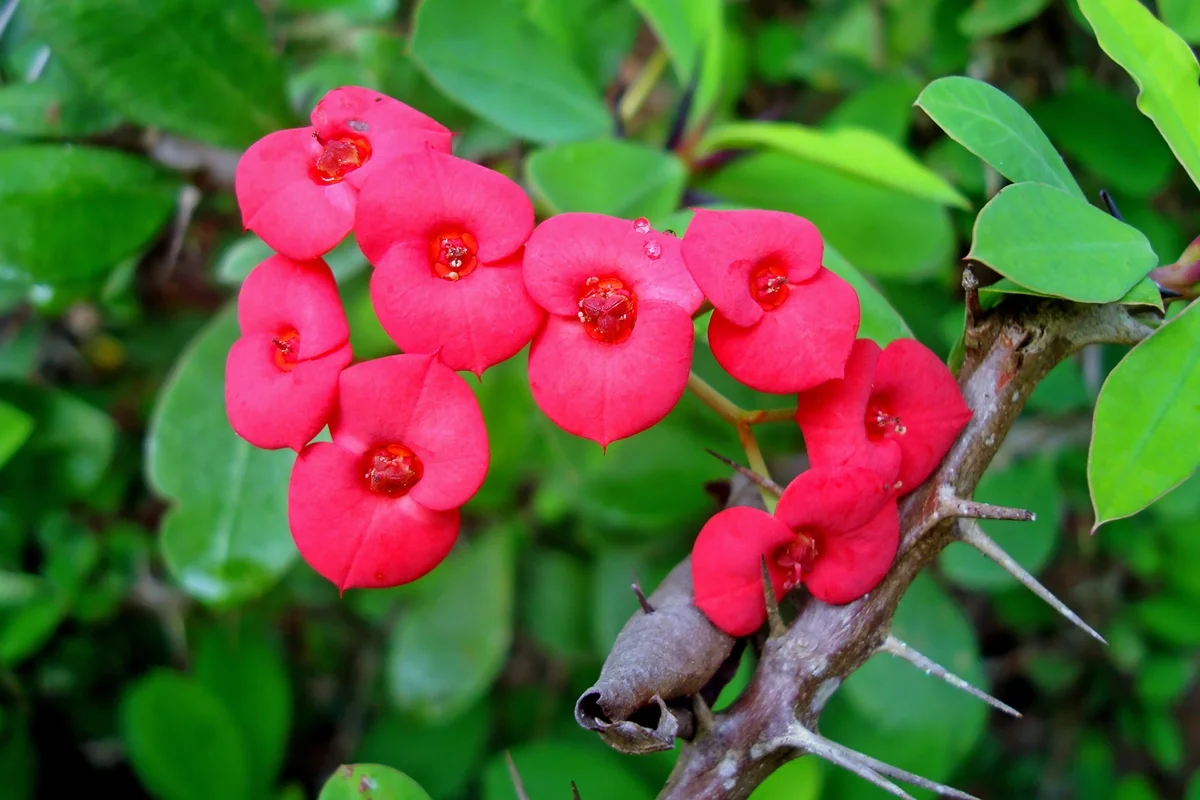 Coroa-de-cristo: planta ornamental comum pode causar cegueira e lesões oculares graves