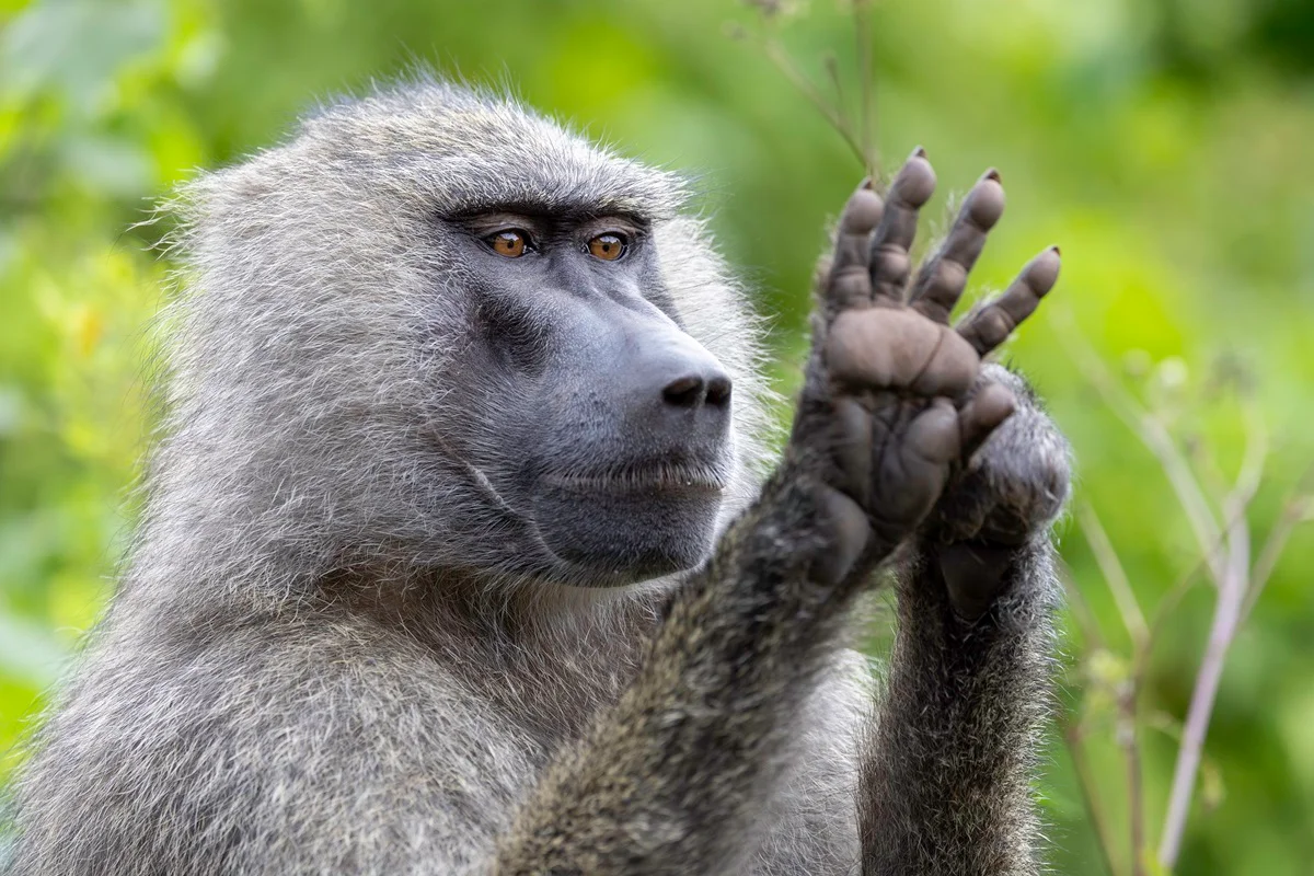 Macacos têm nível de habilidade geométrica semelhante ao de crianças pré-escolar