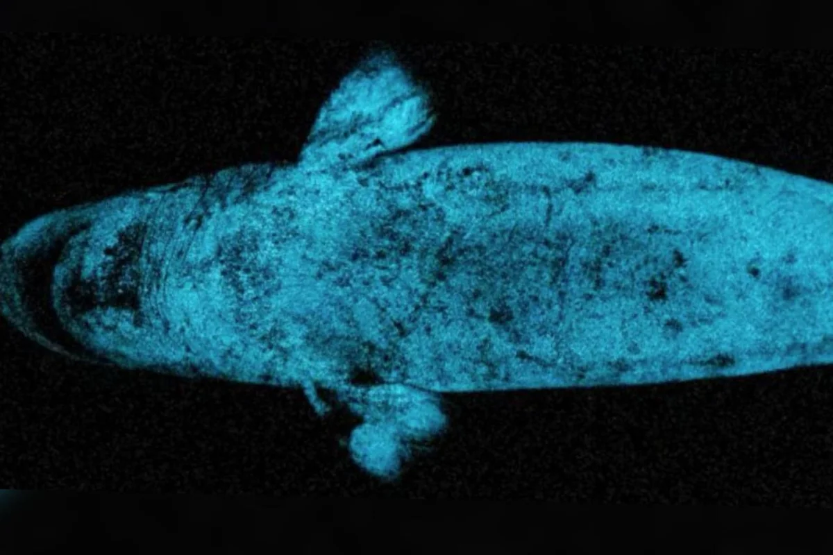 Tubarão bioluminescente pode usar brilho para caçar presas