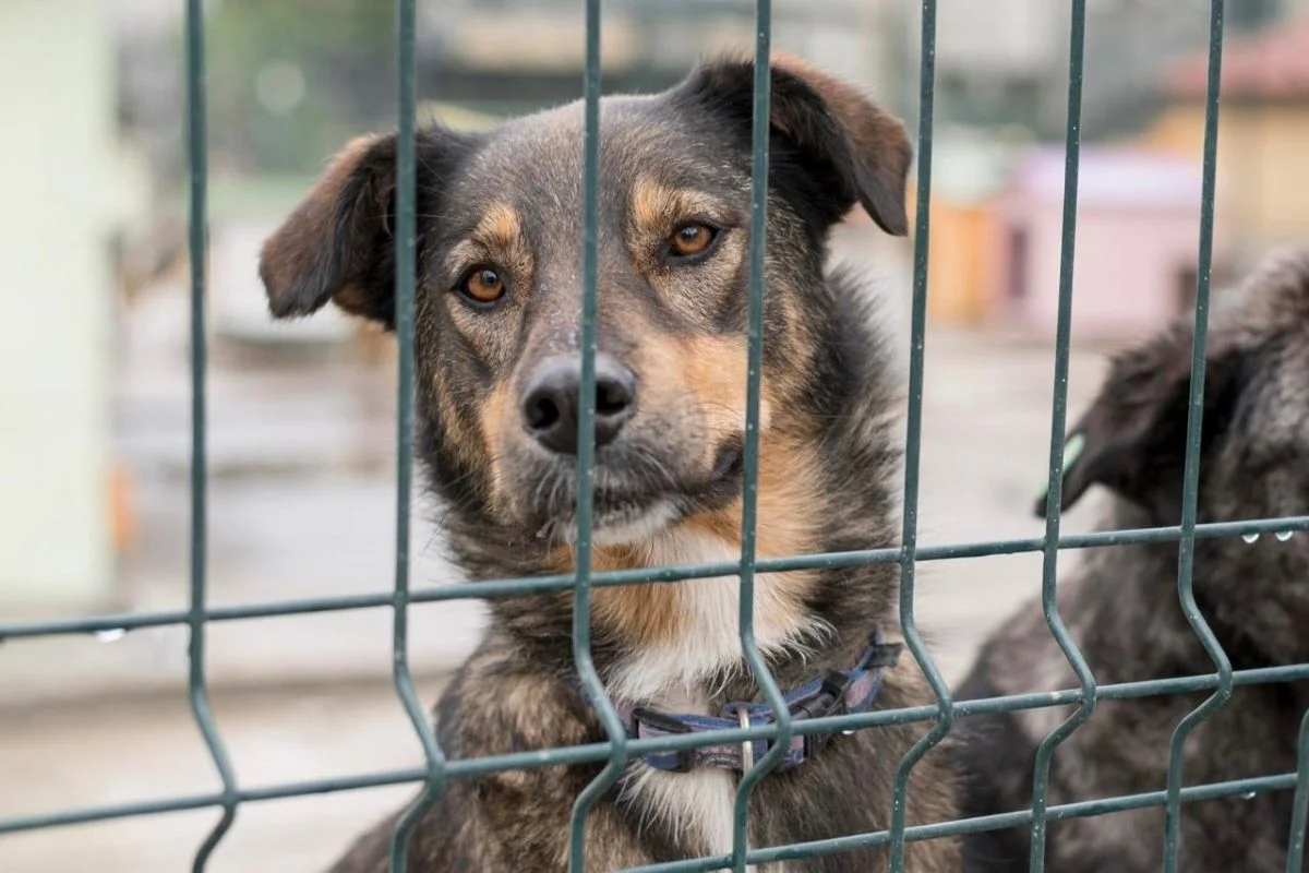 Câmara de Campinas veta condenados por maus-tratos de animais em cargos públicos
