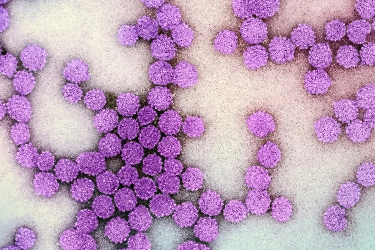 Terapia epigenética inovadora promete reduzir atividade do vírus da hepatite B