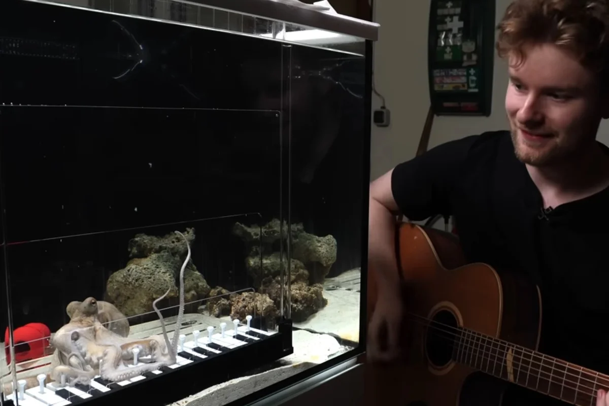 Músico ensina polvo a tocar piano no Brasil