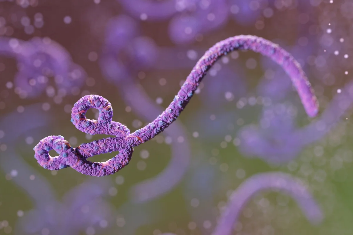 Vacinas contra Ebola podem proteger contra novo vírus no Congo