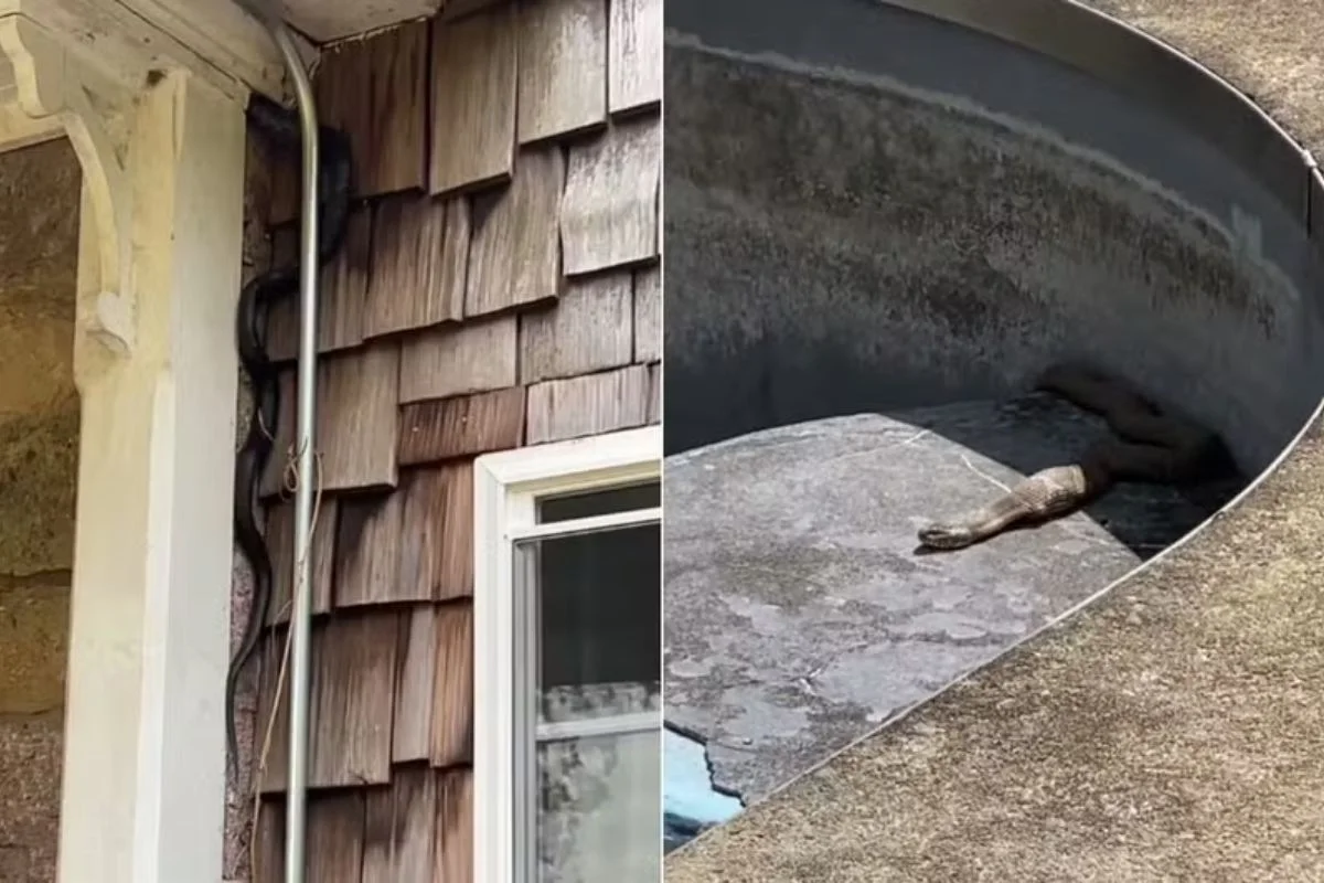 Casal descobre infestação de cobras na casa histórico após compra