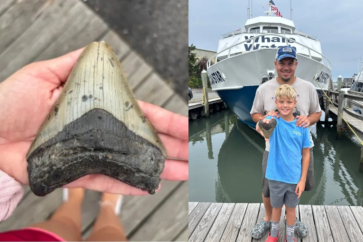 Pai e filho descobrem dente de tubarão gigante Megalodon em praia de Nova Jersey