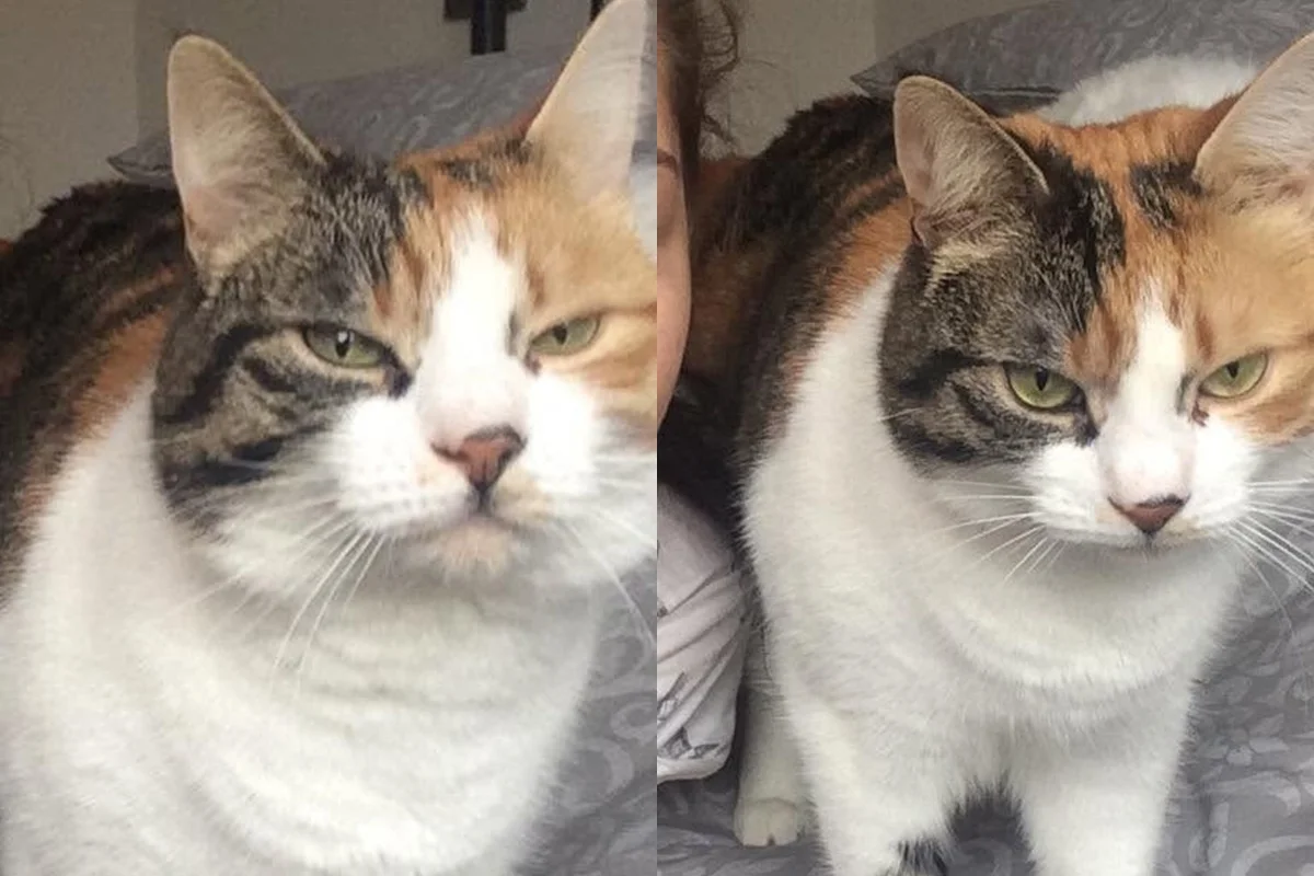 Gata some por 10 anos e reaparece em dia especial