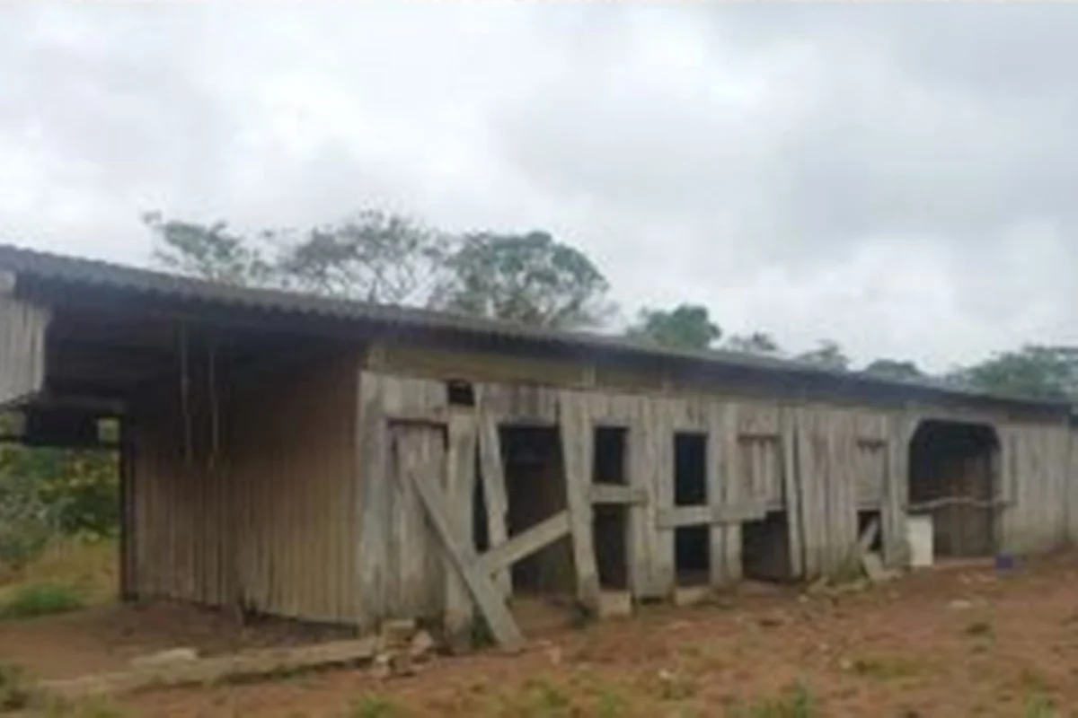 Homem Dormia com Porcos e Se Alimentava Apenas uma Vez ao Dia