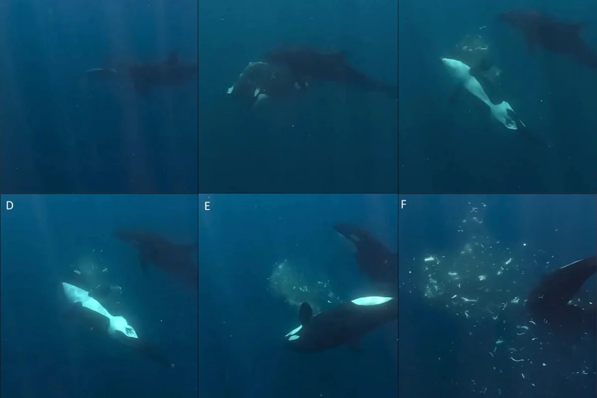 Orcas 'Explodem' Peixes-Lua no Oceano