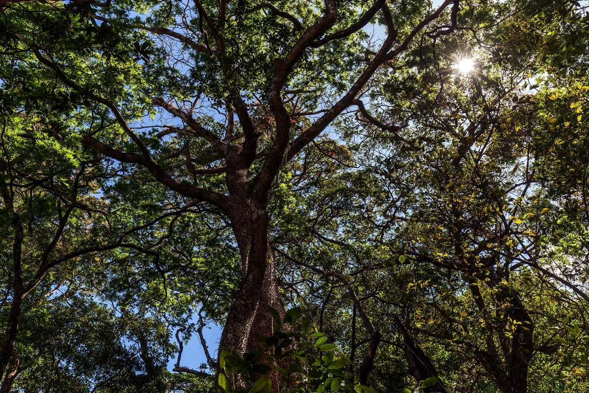 Assacu: Árvore amazônica tem frutos que 'explodem' e produz 'leite' altamente tóxico