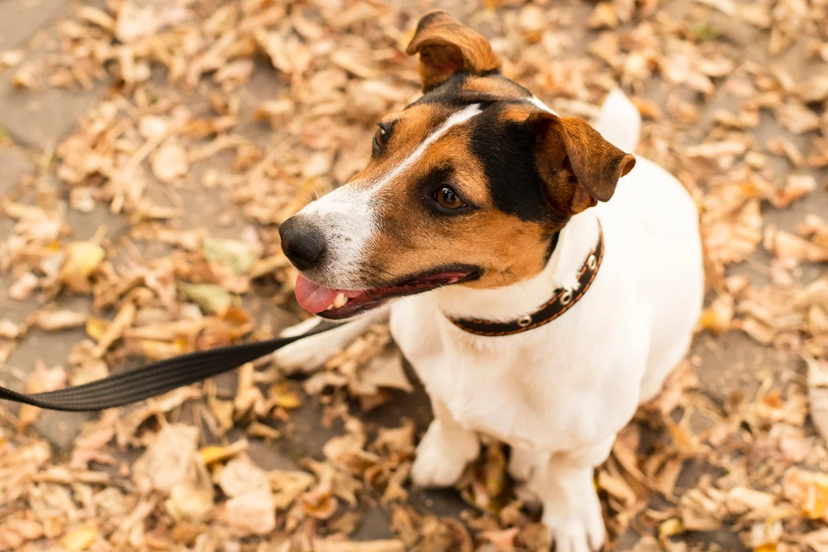 Cocô de cachorro não vira adubo e oferece risco grave de infecção por parasitas