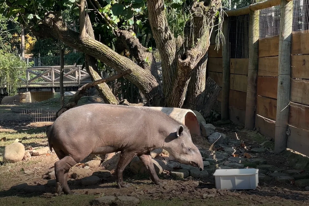 Zoo do Rio recebe anta de 15 anos em programa de conservação