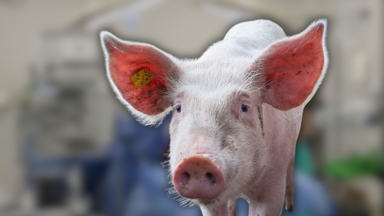Man Makes Medical History Surviving 271 Days with Pig Kidney Before Human Transplant
