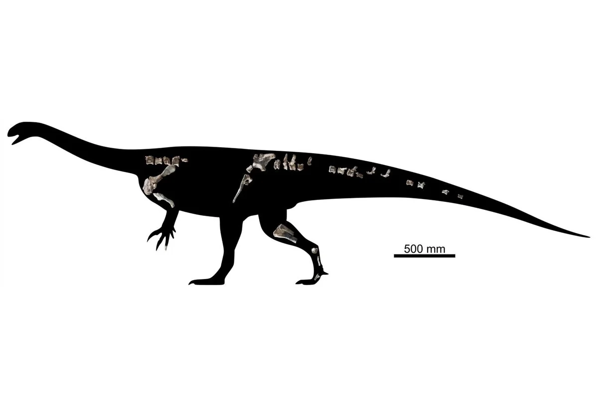 África descobre dinossauro da era Triássica que pesava quase tanto quanto um porco
