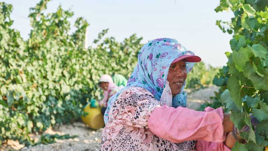 Ningxia busca romper com 'Bordeaux da China' e firmar sua identidade no vinho