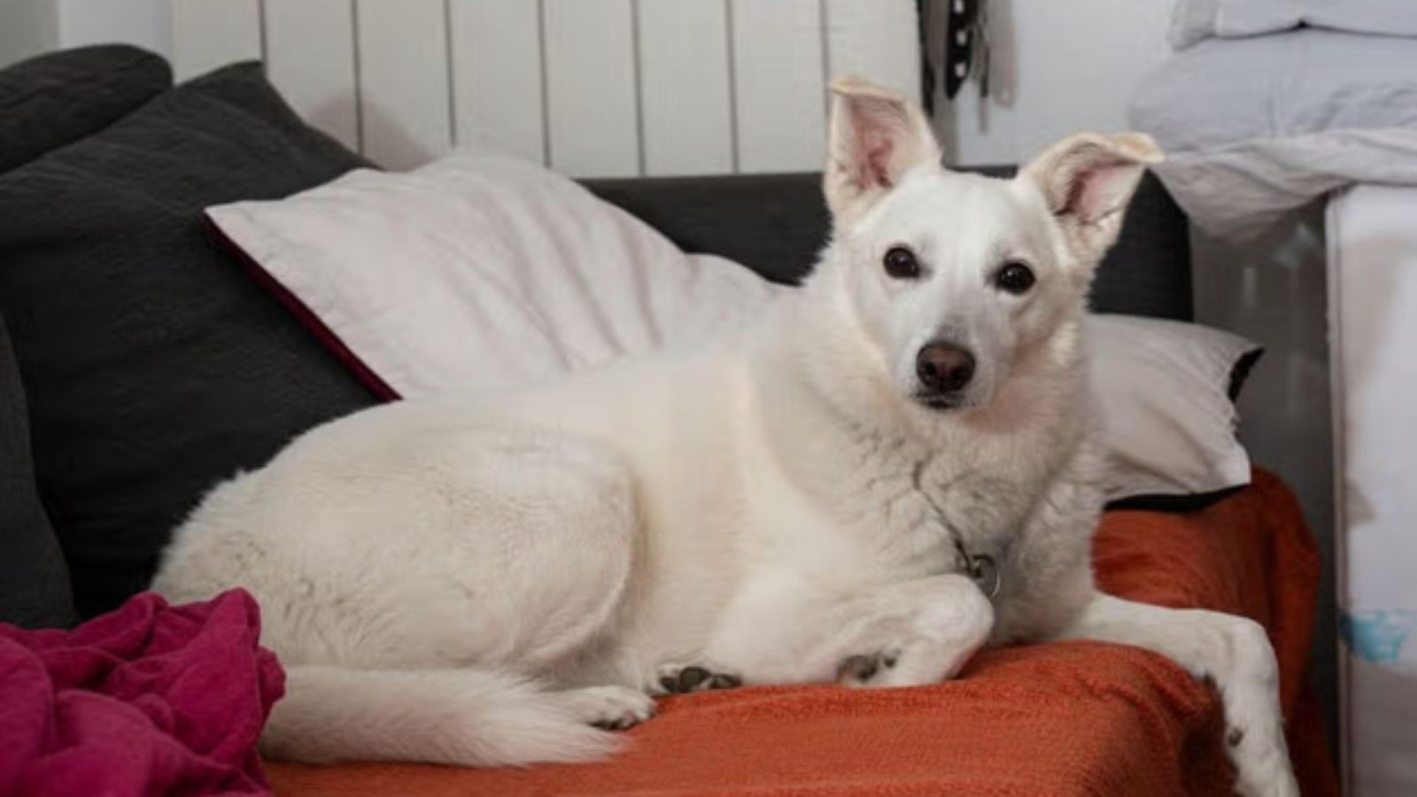 Hero Dog Dies Saving Family from Wolf Attack in Italy
