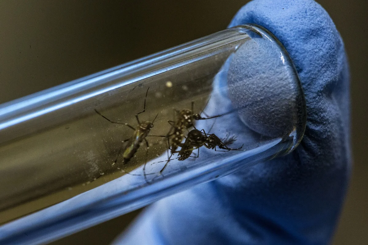 Cidade americana cria iniciativa para exterminar mosquitos