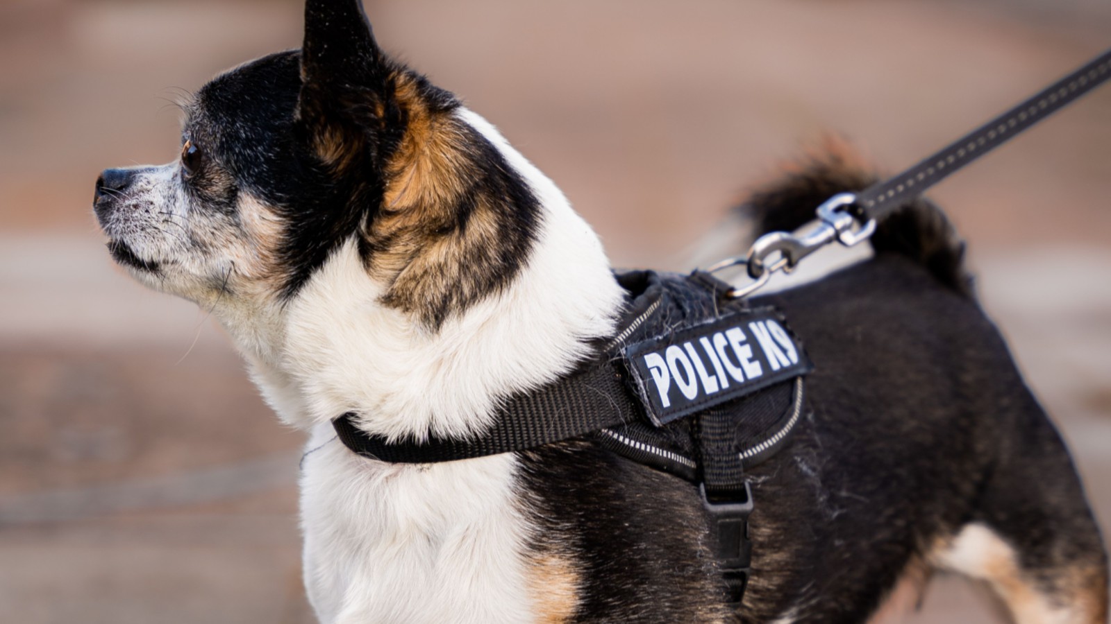TSA Denies Jimothy the Raccoon’s K9 Team Tryout
