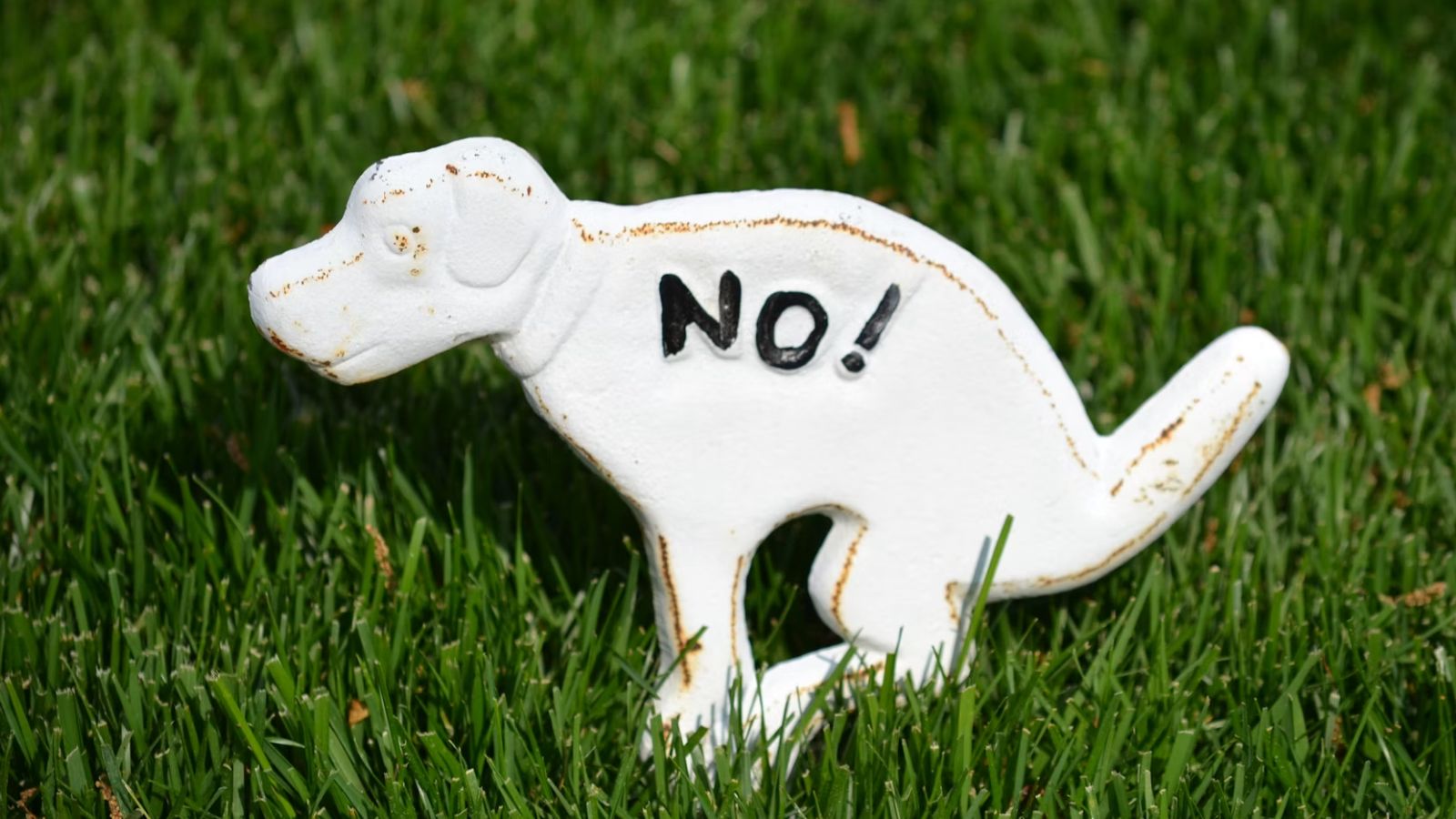Swiss Town Sets Unusual Fine for Dog Walkers Not Cleaning Pee
