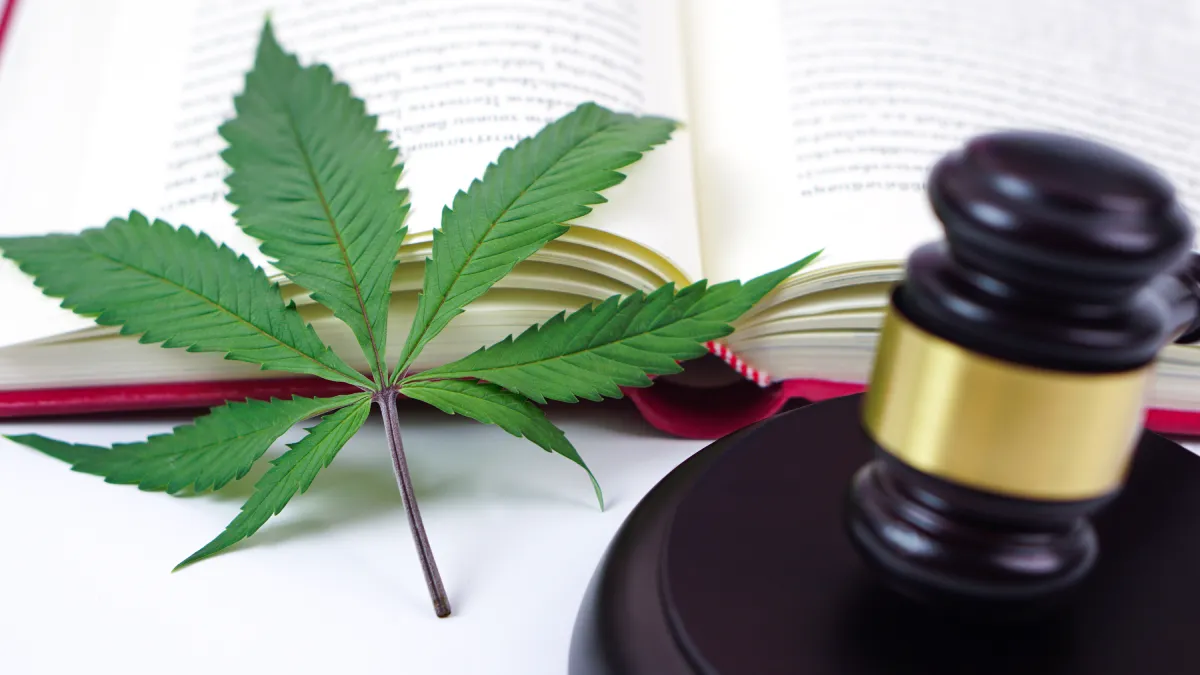 Anvisa publica guia sobre RDC de produtos de cannabis