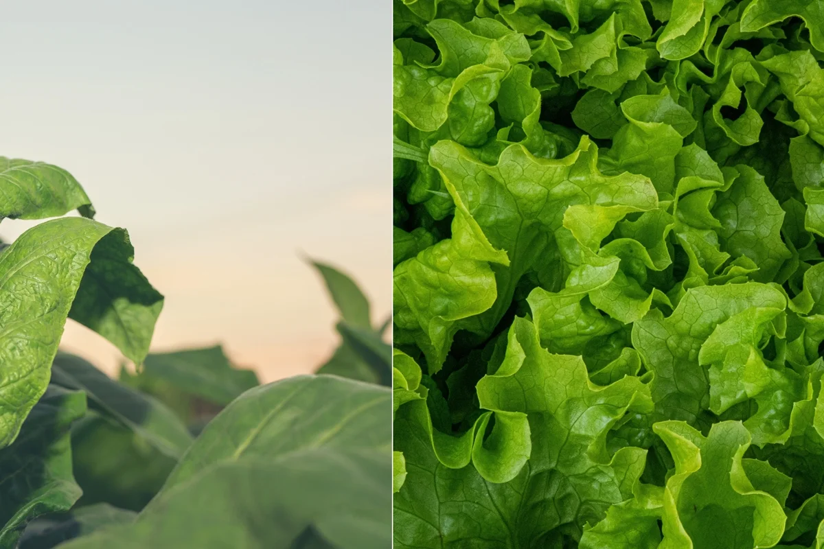 Cientistas usam alface e tabaco para criar carne à base de plantas