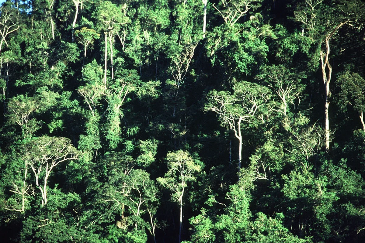 Mata Atlântica concentra 57% dos brasileiros em apenas 15% do país
