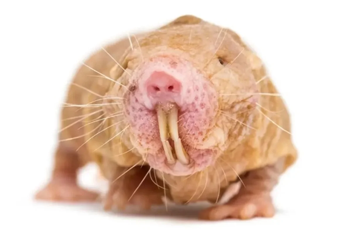 Proteína ‘reparadora’ explica longevidade dos roedores