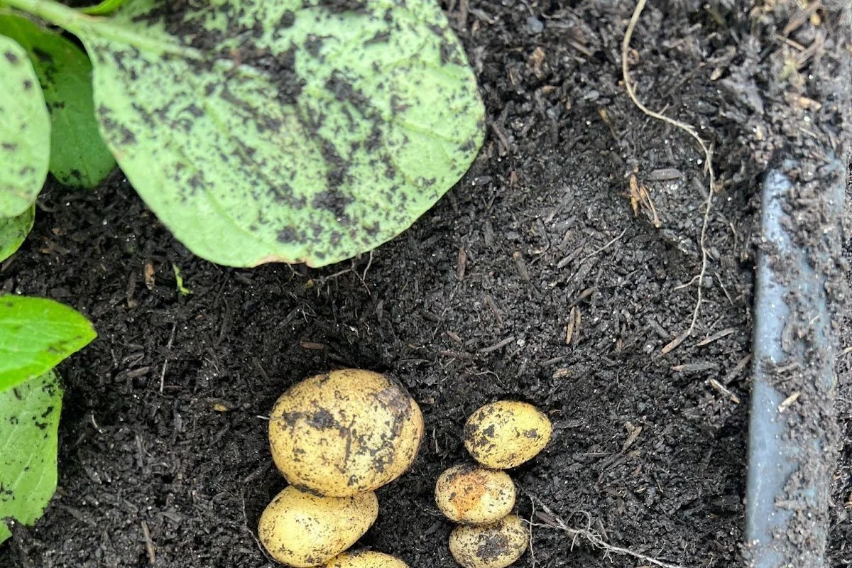 Dieta milenar de batata pode ter moldado DNA de povos andinos, revela estudo