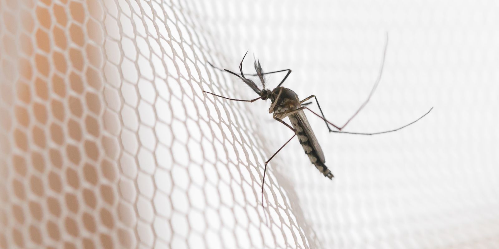 Noroeste de SP concentra maior incidência de dengue em 2026, aponta NIES