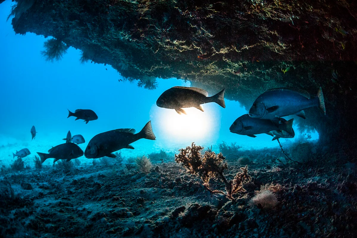 Peixes mostram memória extraordinária: estudo comprova aprendizagem memoriosa