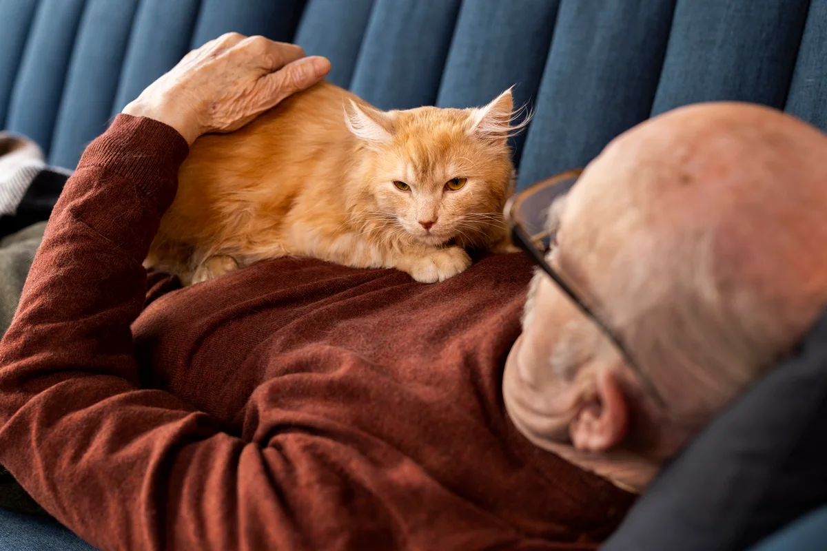 Amassar pãozinho dos gatos vai além do afeto: entenda o real significado do comportamento felino